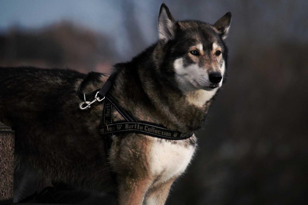 Leash Manners for Pullers