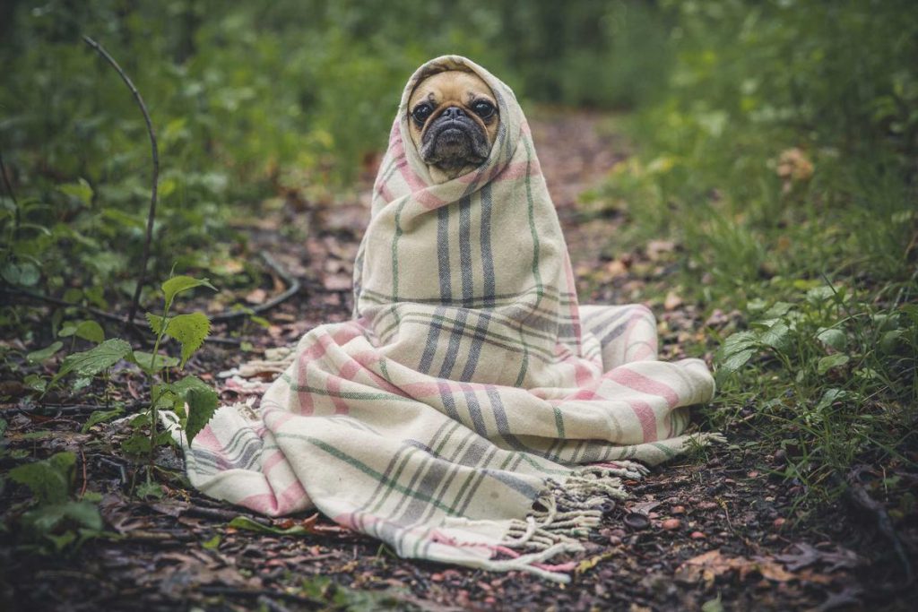 Senior Dog Comfort at Home